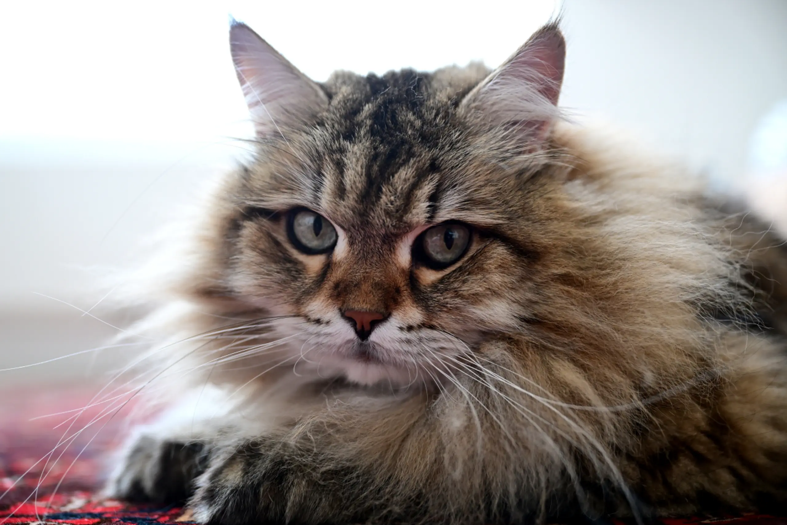 Katzen sind beliebt - auch bei Autorinnen und Autoren