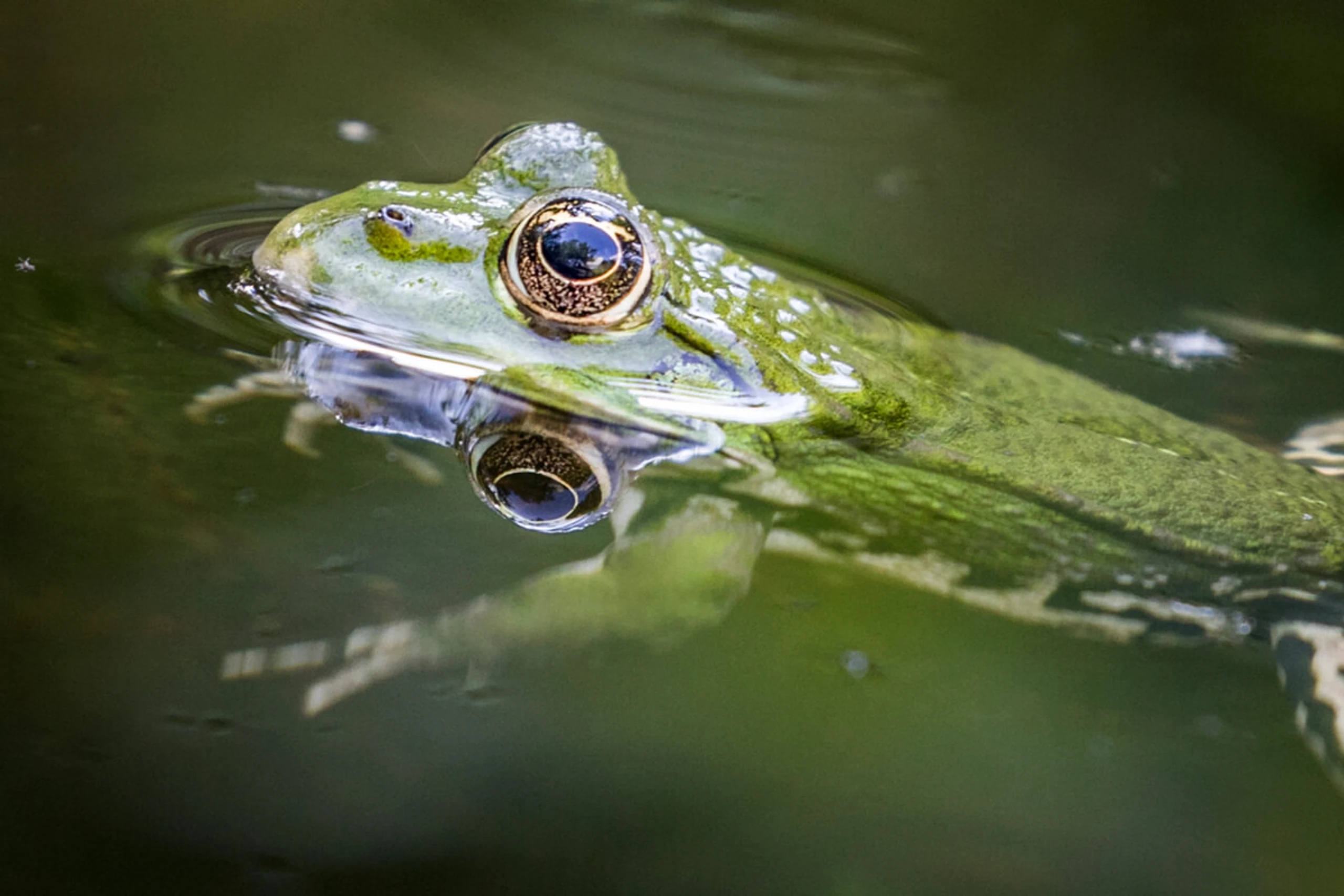 Froschart vom Aussterben bedroht