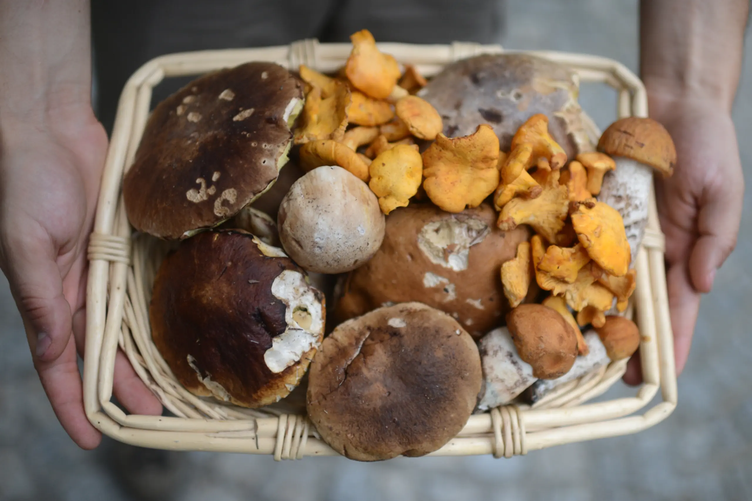 Im Zweifel auf Pilze verzichten, als die Gesundheit zu riskieren