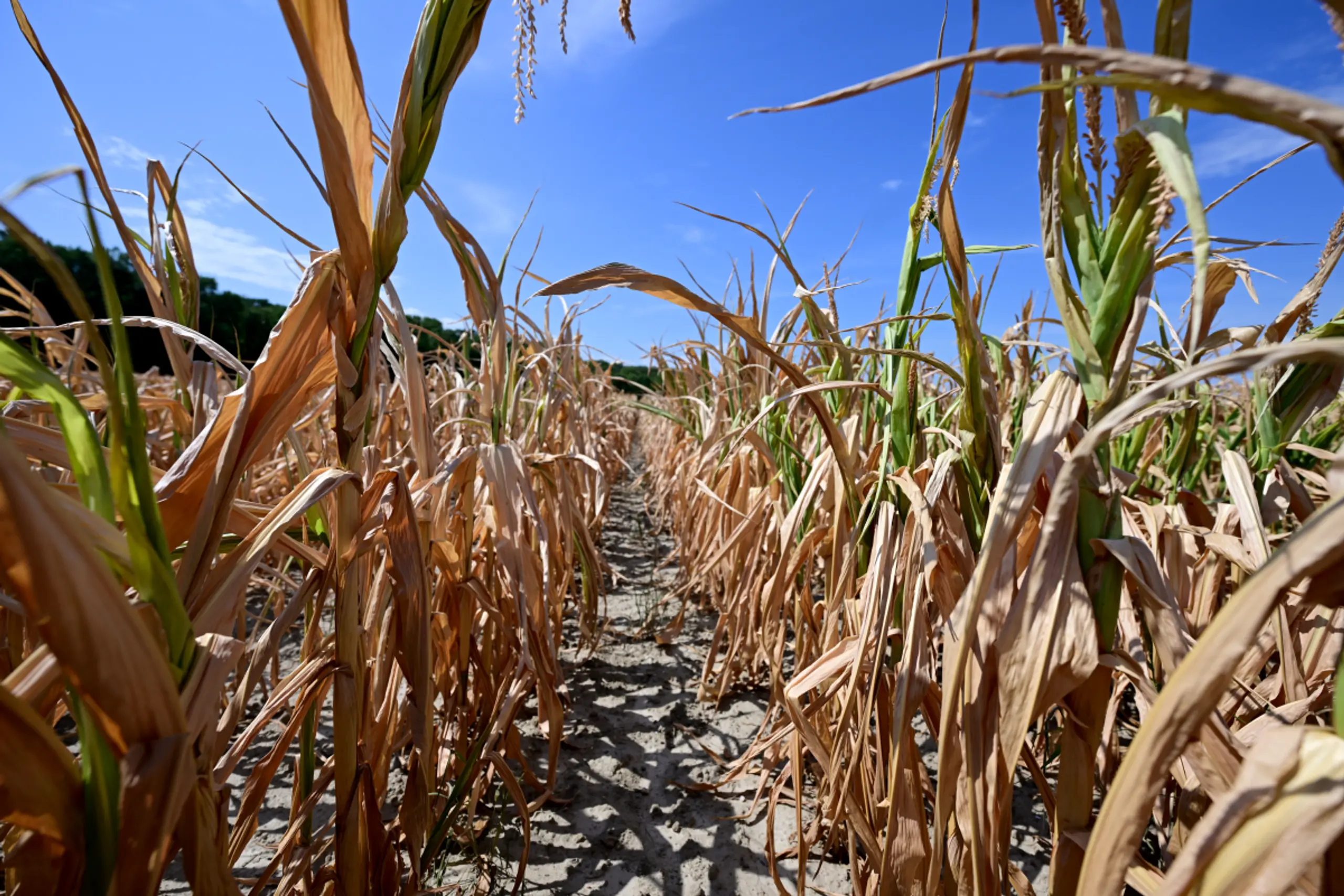 Wetteranomalien wirken sich "bisher begrenzt" auf Gesamtinflation aus