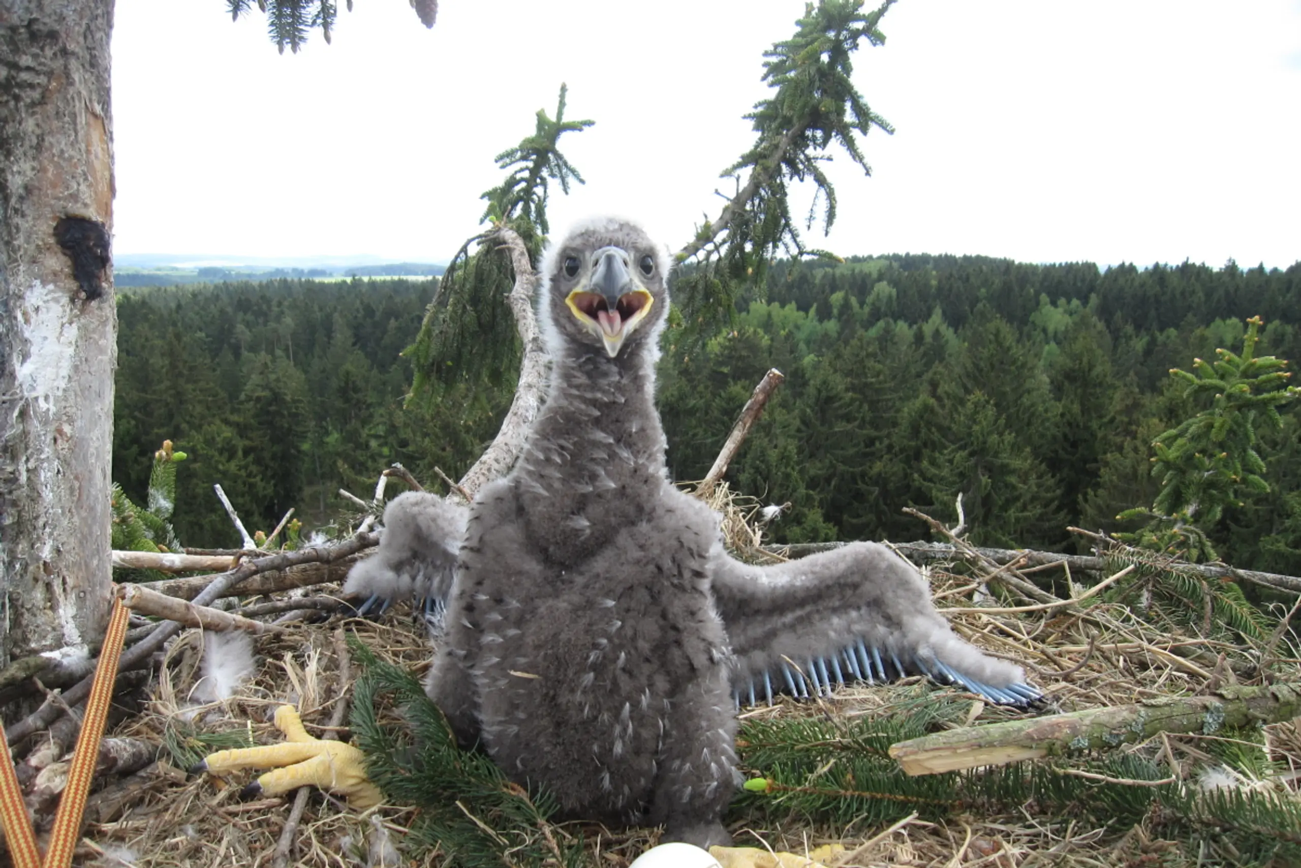 Waldviertel als wichtigstes Seeadler-Gebiet