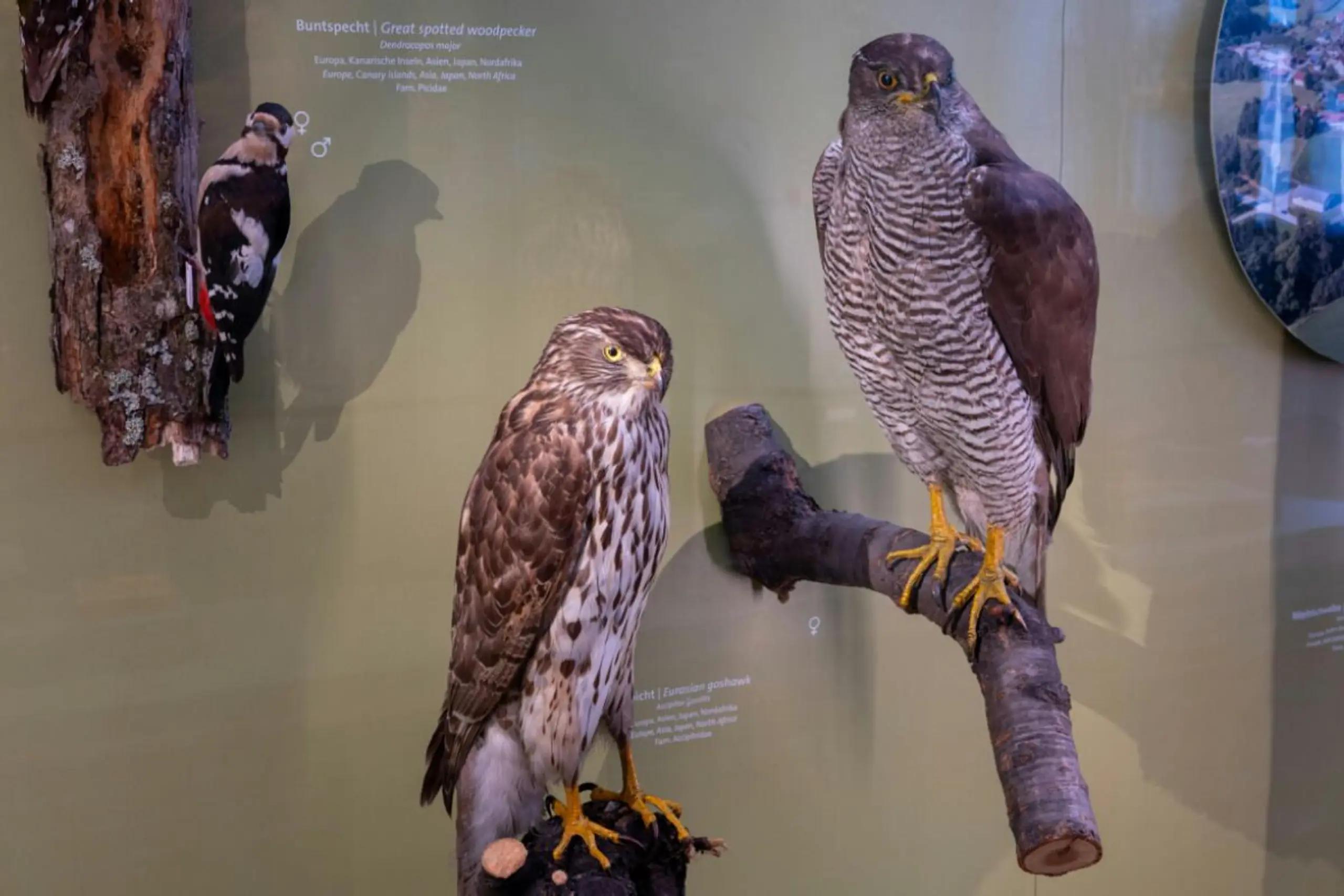 Die eurasische Vogelvariante (Bild) hat eher Verwandte in Afrika als in Amerika