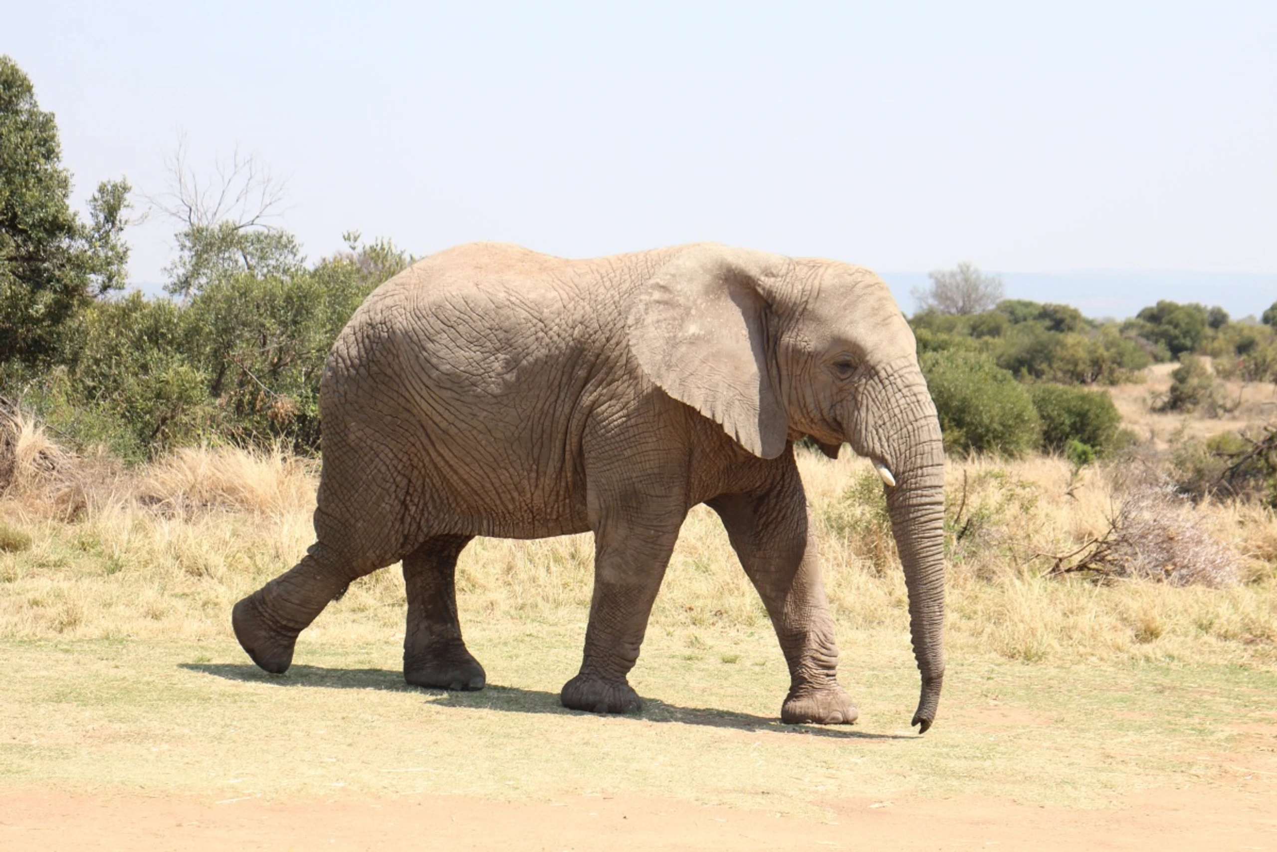 KI soll Elefant und Mensch helfen