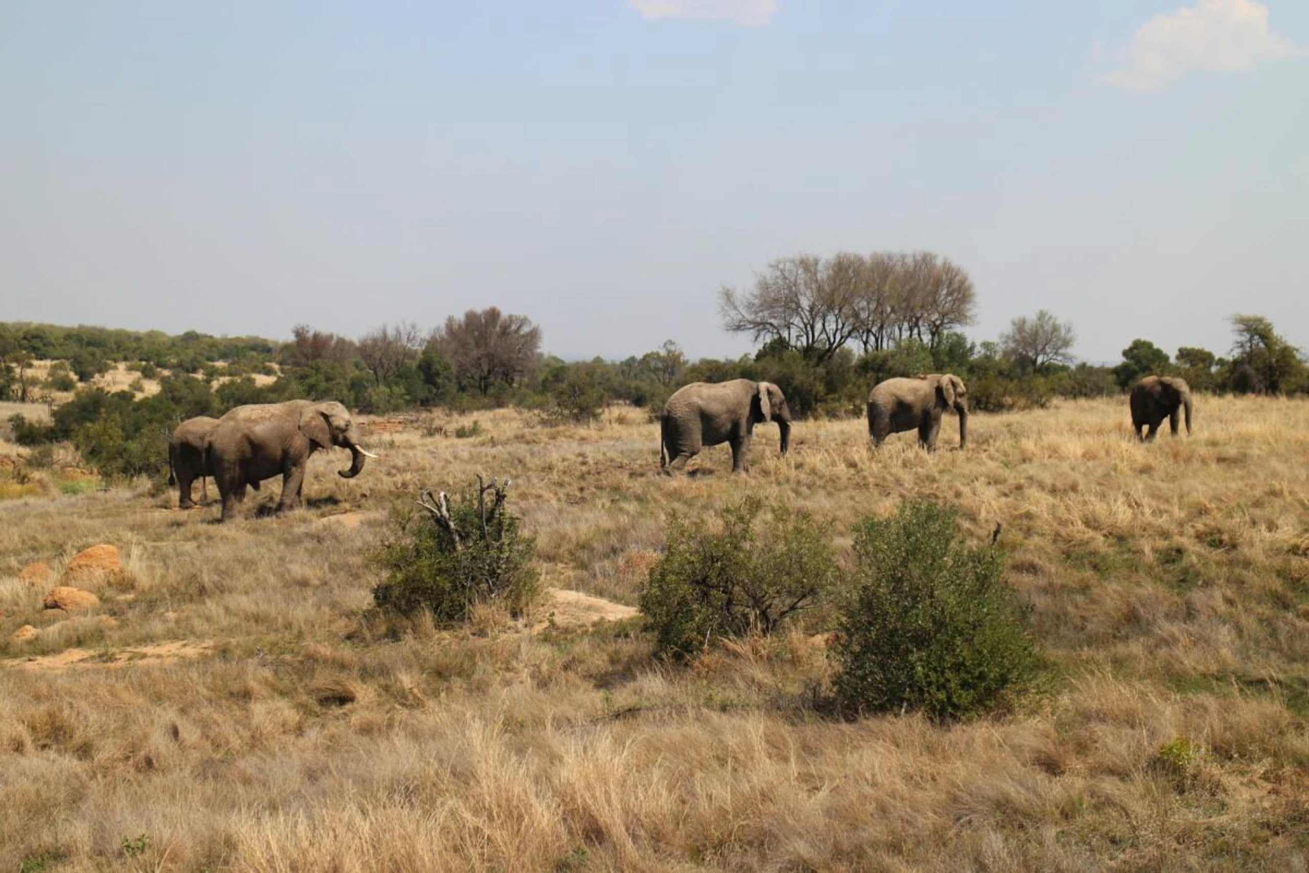 Elefantenherde in der Provinz Limpopo, Südafrika