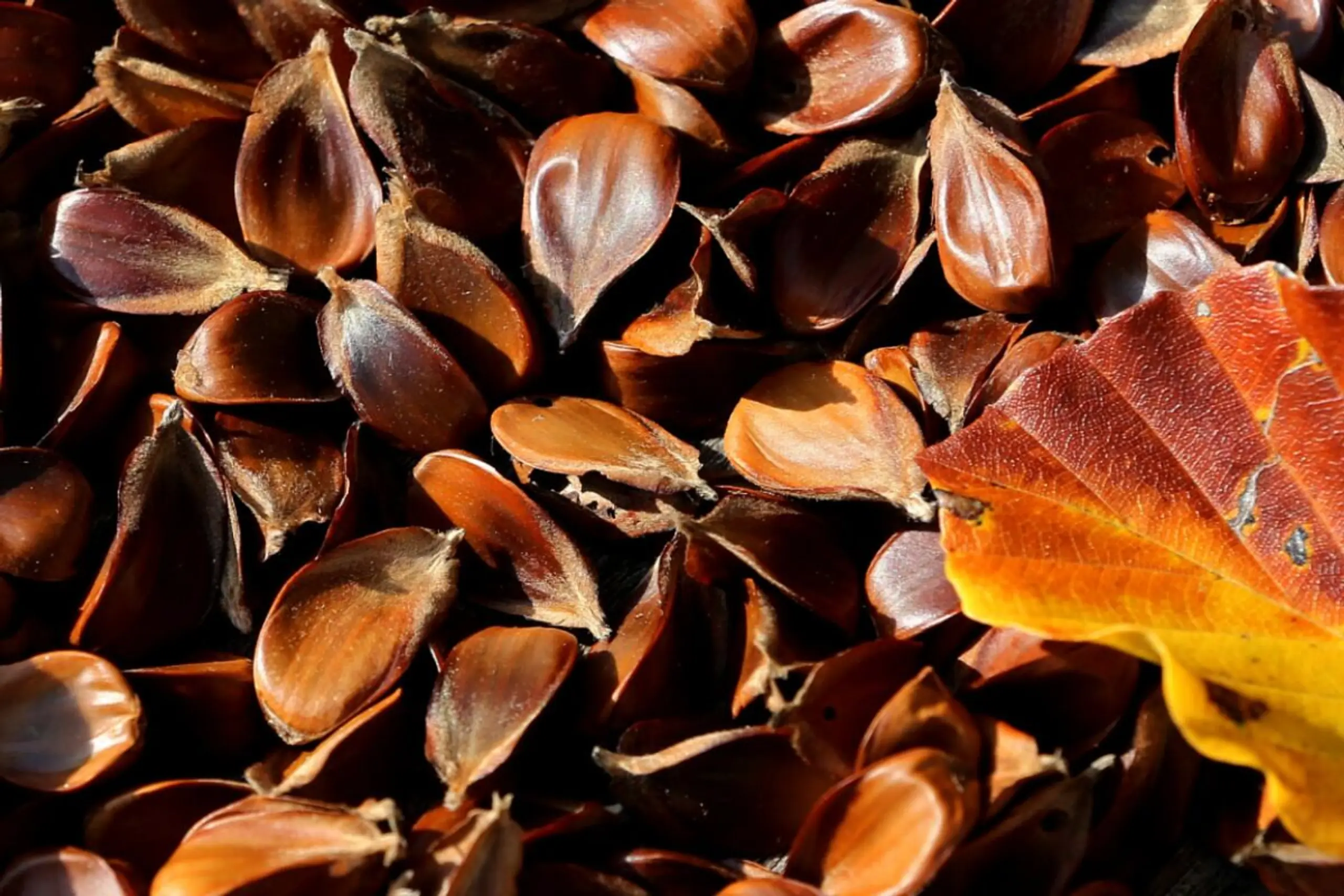Eicheln und Bucheckern können Magen-Darm-Beschwerden verursachen