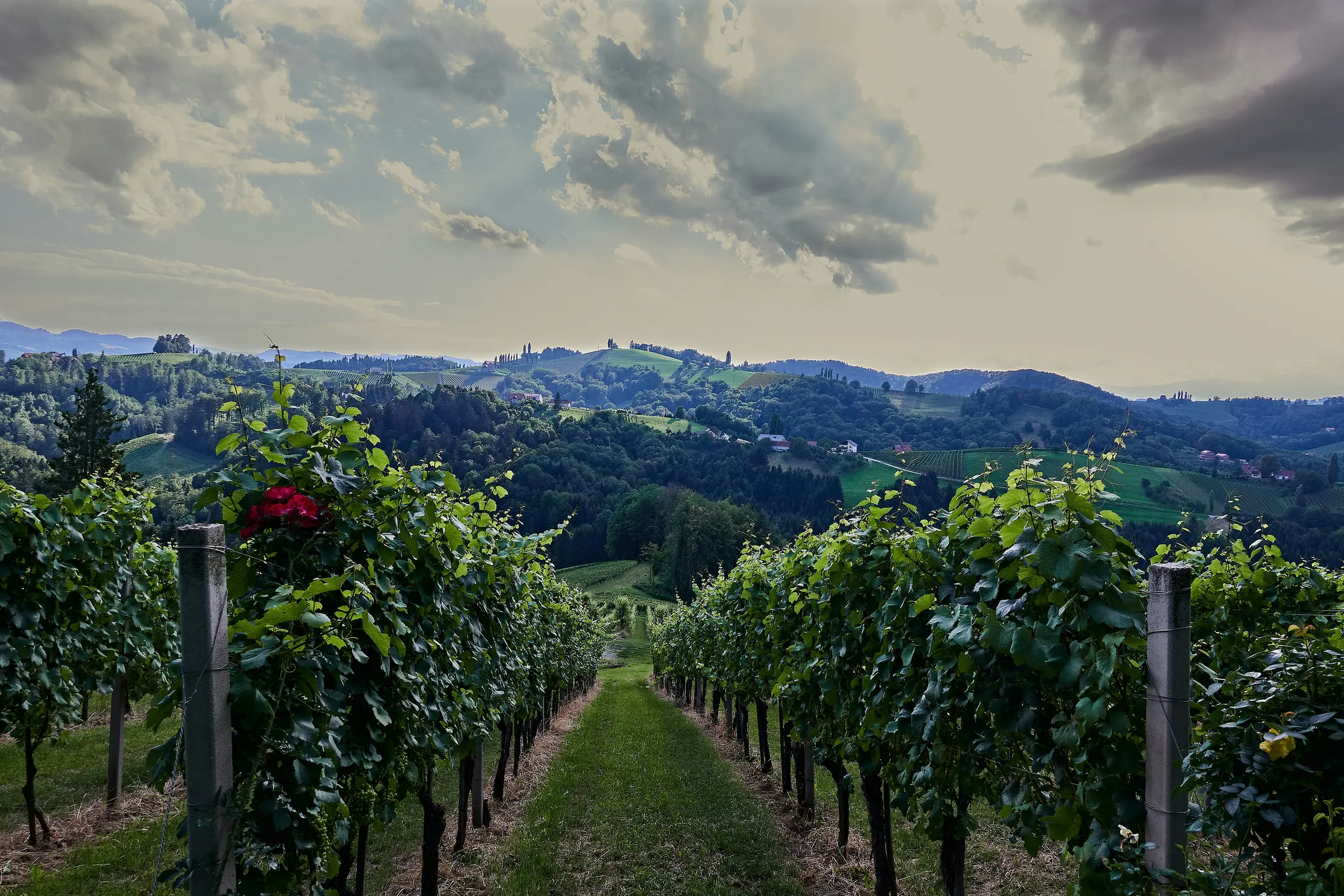 Weinberge in Gamlitz in der Südsteiermark