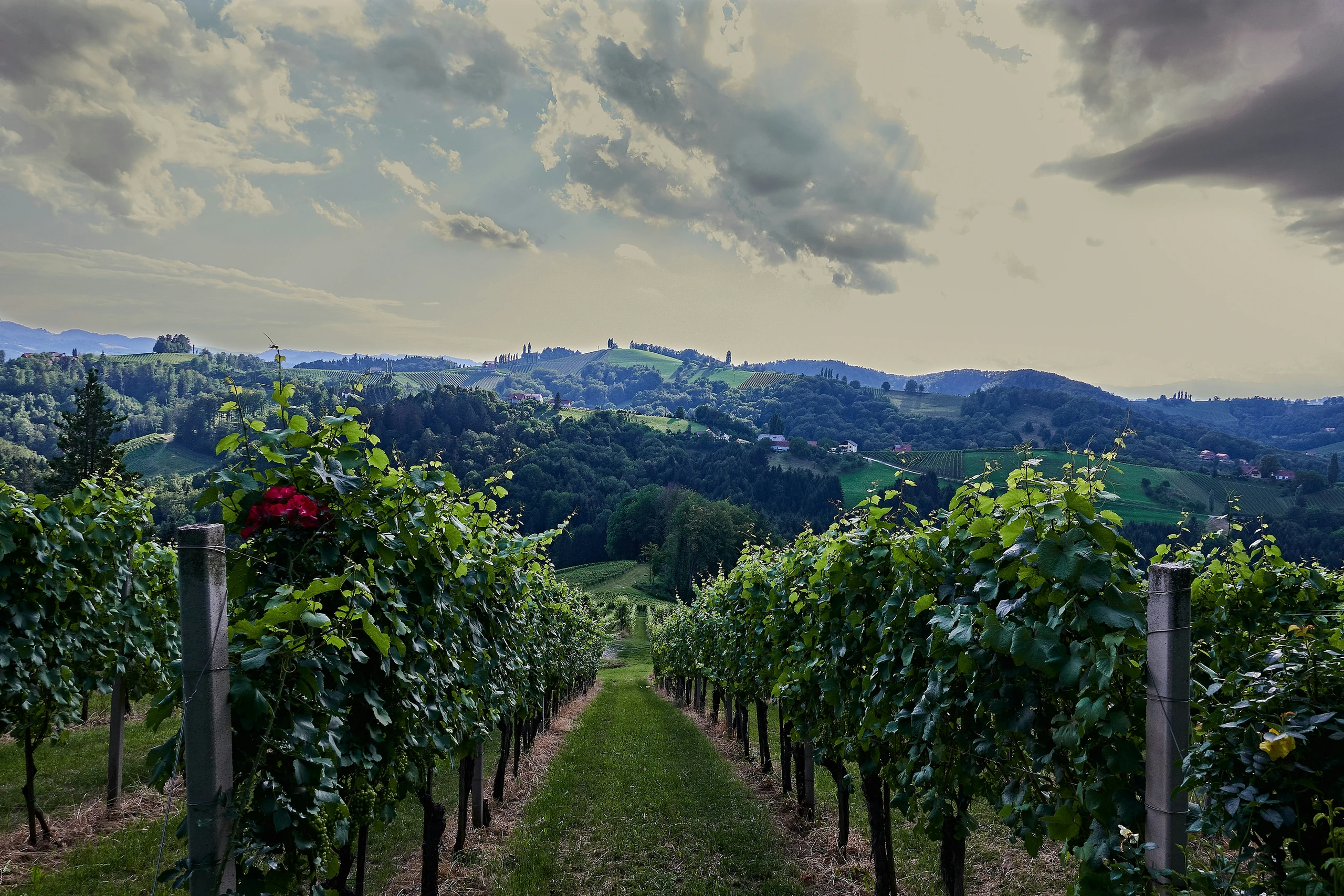 Weinberge in Gamlitz in der Südsteiermark