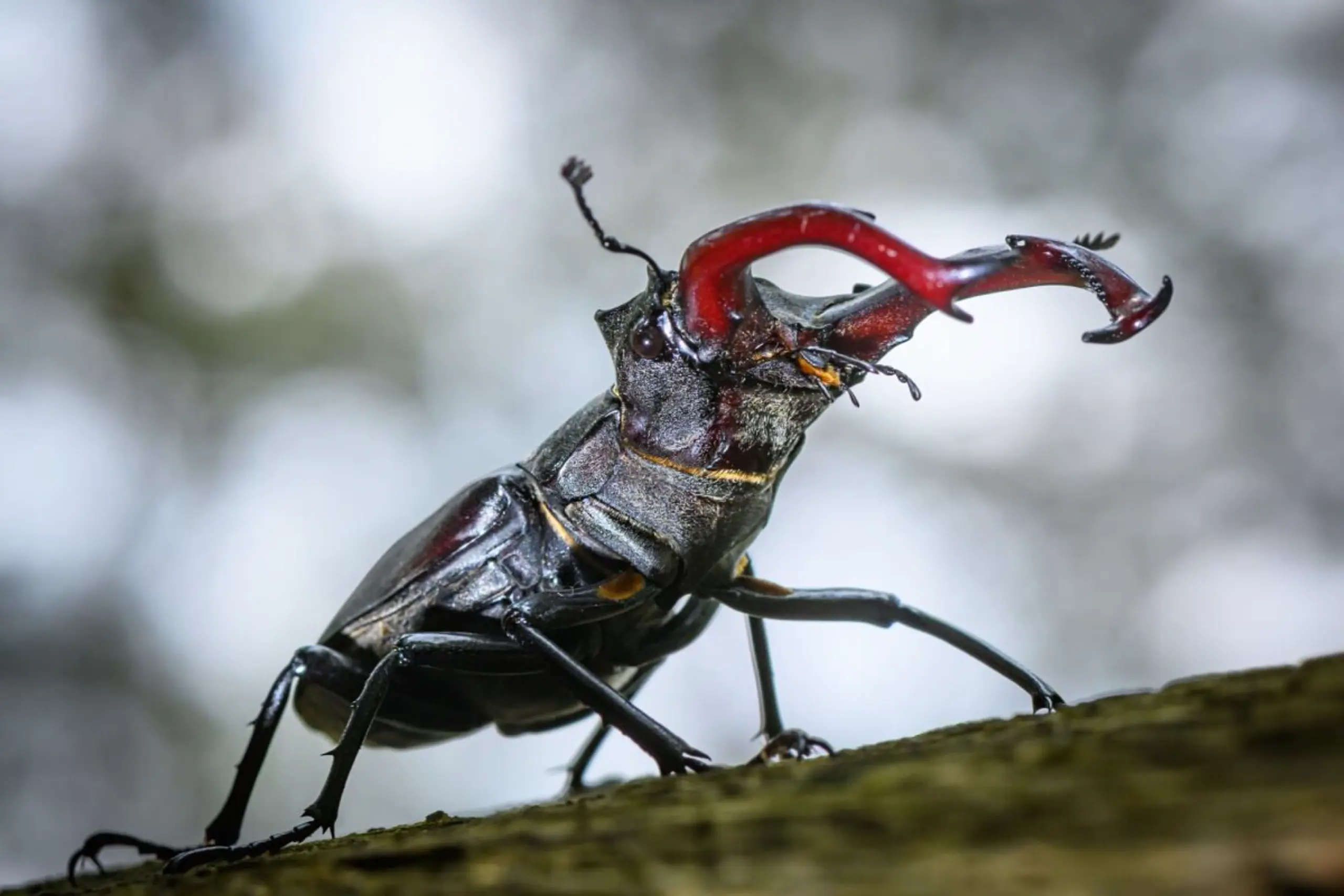 Der Lucanus cervus hat neue Verwandte