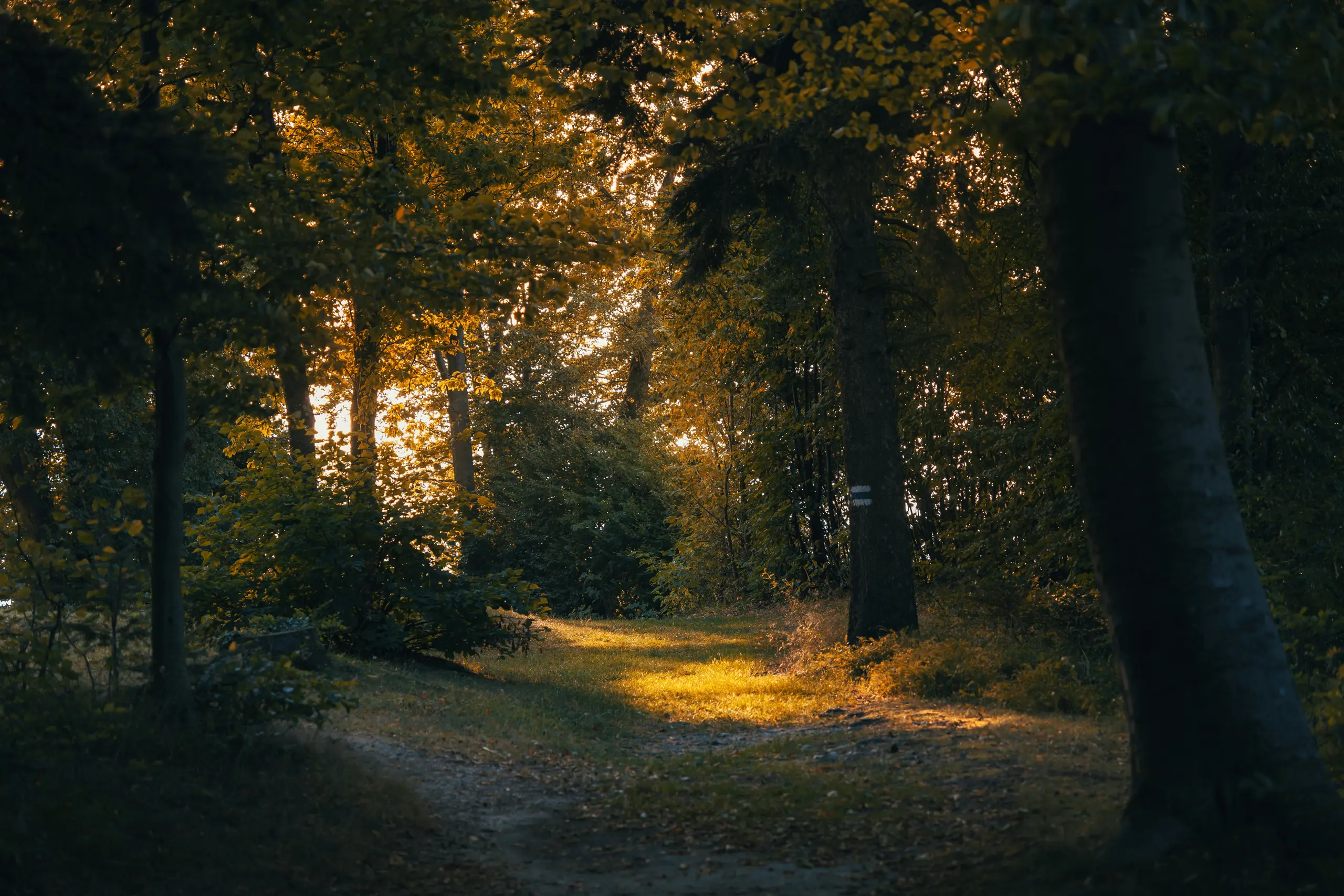 Waldweg im Herbst im Burgenland