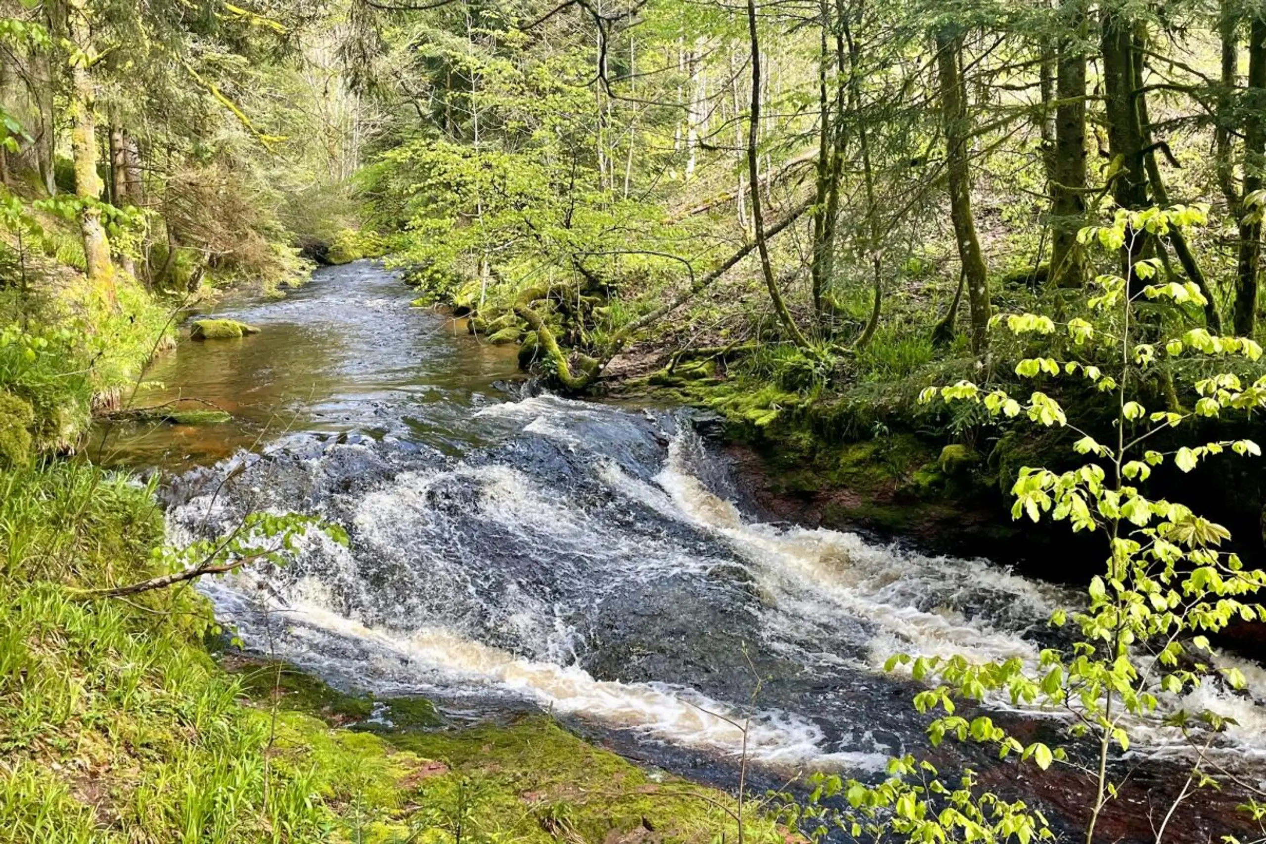 ++ ARCHIVBILD ++ Die Natur ist von den Küchen der Stadt Baiersbronn nie weit entfernt