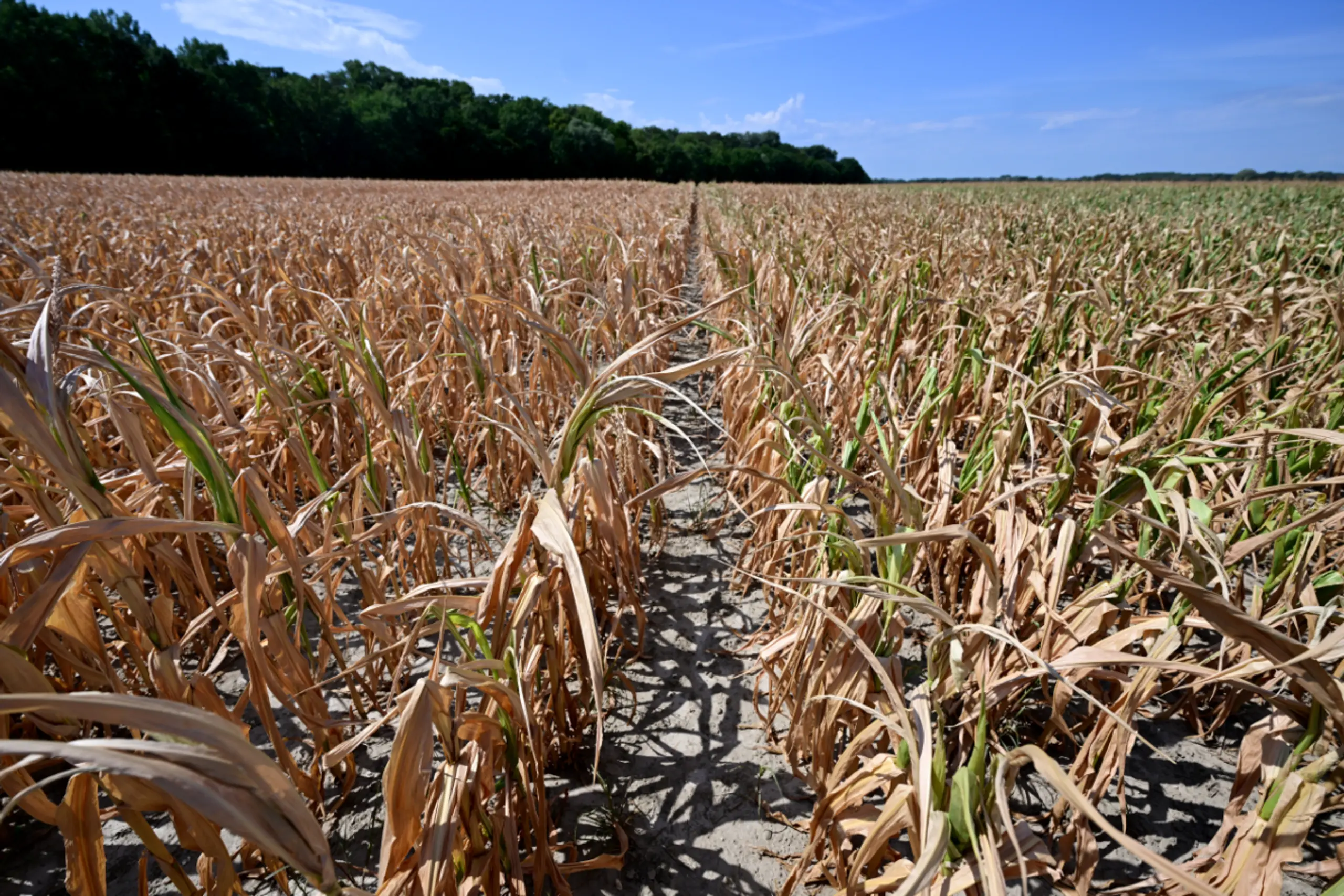 Gesamtschaden in der Landwirtschaft weiterhin bei rund 1 Mrd. Euro