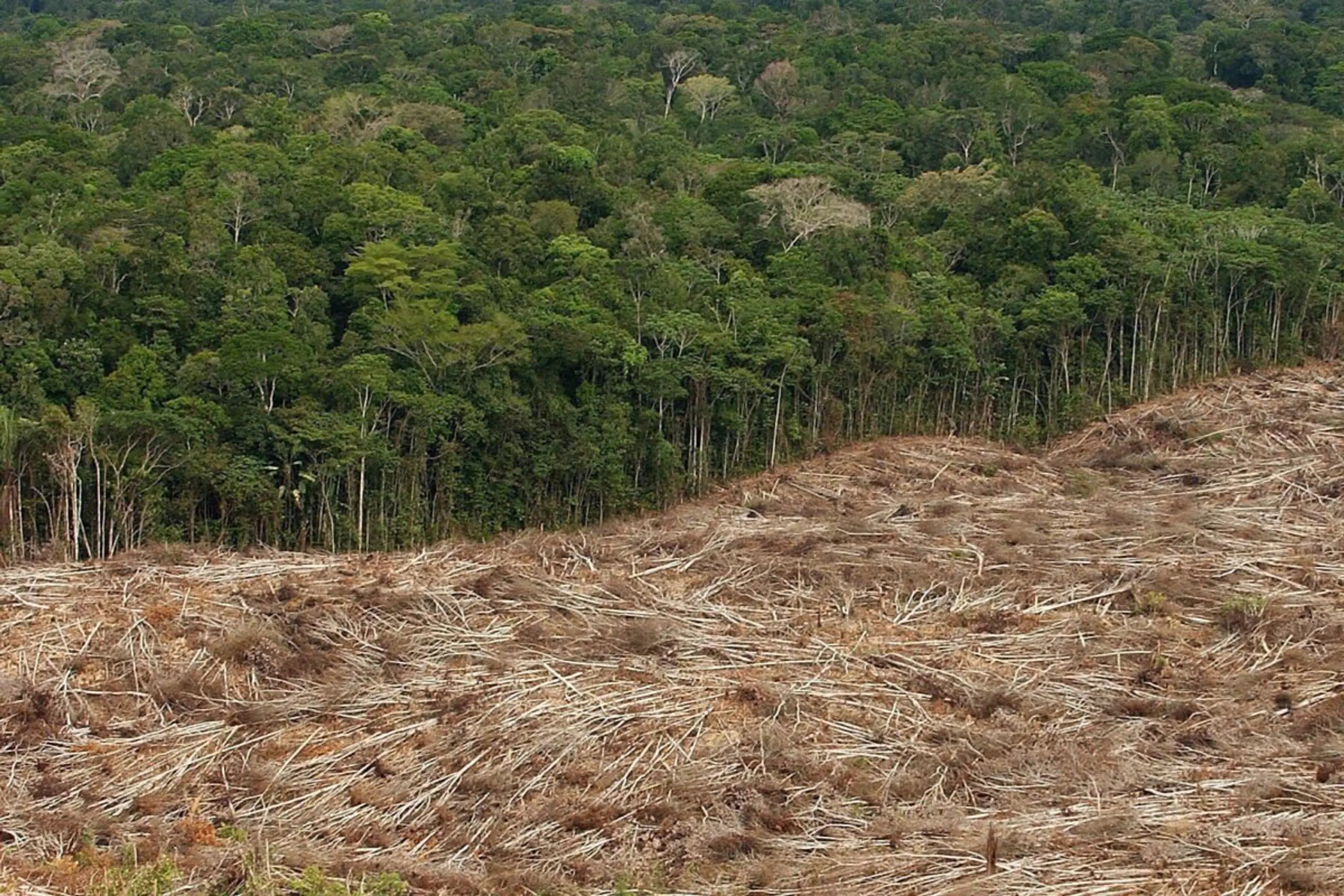Im Amazonas-Regenwald finden sich Spuren aus Afrika